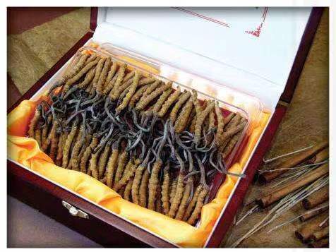 珠晖冬虫夏草回收